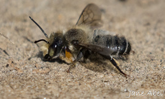 Megachile