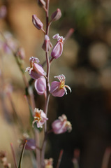 Streptanthus glandulosus glandulosus