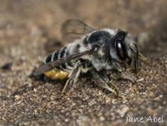 Megachile