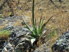 Agave seemanniana