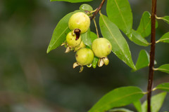 Psidium kennedyanum