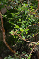 Psidium kennedyanum