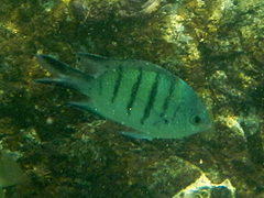 Abudefduf whitleyi