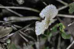 Candolleomyces candolleanus