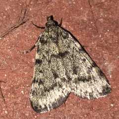 Aglossa pinguinalis