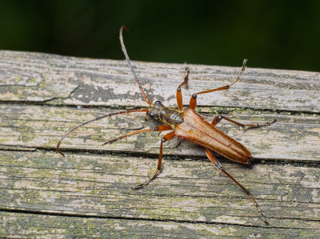 variable longhorn beetle
