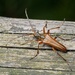 Variable Longhorn Beetle - Photo (c) Pierre Bornand, some rights reserved (CC BY-NC)