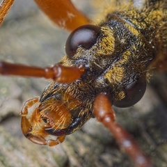 Stenocorus meridianus