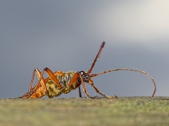 Stenocorus meridianus