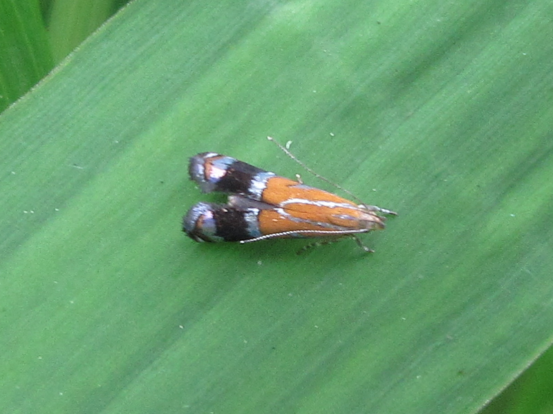 Helcystogramma perelegans