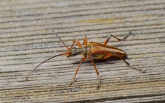 Stenocorus meridianus