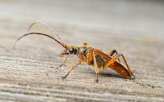 Stenocorus meridianus