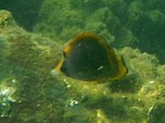 Chaetodon flavirostris