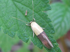 Opogona nipponica
