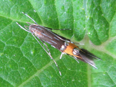 Cosmopterix laetificoides