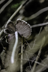 Candolleomyces candolleanus