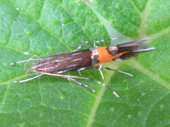 Cosmopterix laetificoides