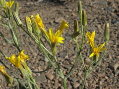 Crepis intermedia