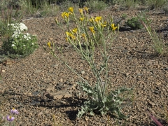 Crepis intermedia