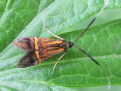 Nemophora staudingerella