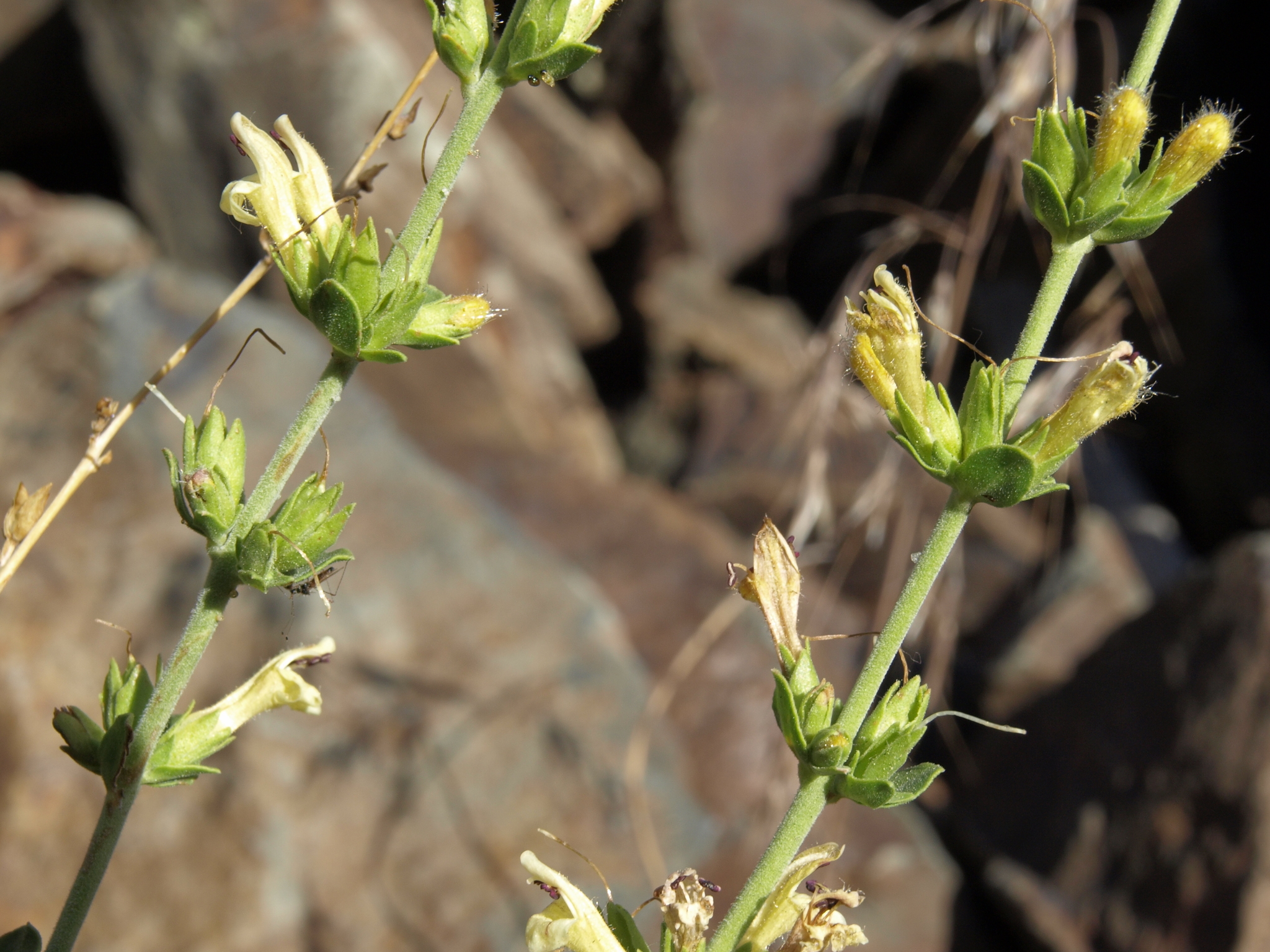 Keckiella rothrockii