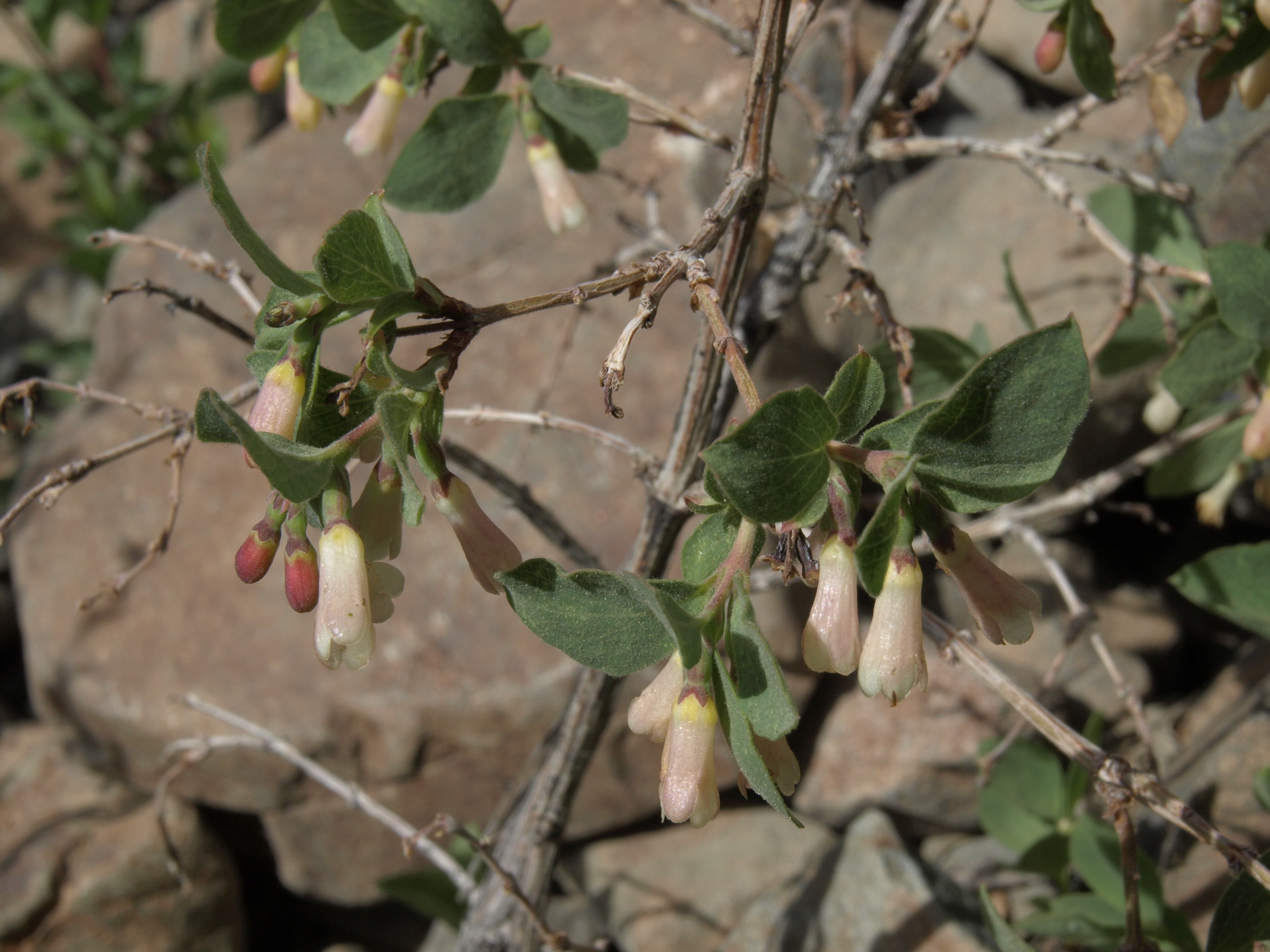 Symphoricarpos rotundifolius var. rotundifolius