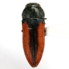 Acmaeodera robigo