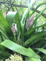 Aechmea coelestis