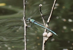 Austrolestes cingulatus