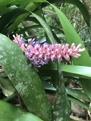 Aechmea coelestis