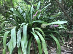 Aechmea coelestis