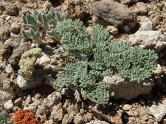 Cymopterus cinerarius