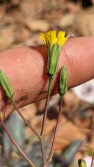 Hieracium bolanderi