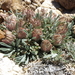 Townsendia leptotes - Photo (c) Jim Morefield, algunos derechos reservados (CC BY)