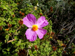 Cistus creticus creticus