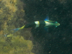 Thalassoma nigrofasciatum
