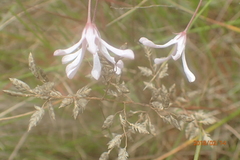Brachystelma rubellum