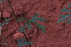 Sphaeralcea grossulariifolia