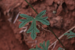 Sphaeralcea grossulariifolia