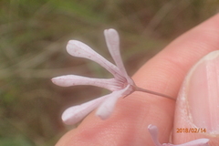 Brachystelma rubellum