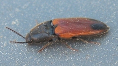 Ampedus apicatus