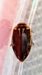 Coptotomus longulus lenticus