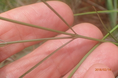 Brachystelma rubellum