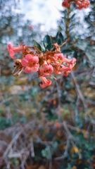Psyllobora picta