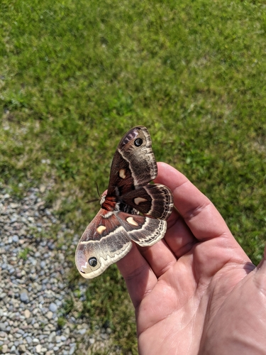 Columbia Silk Moth photo 2