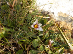 Romulea bulbocodium