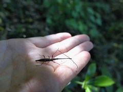 Lasiorhynchus barbicornis