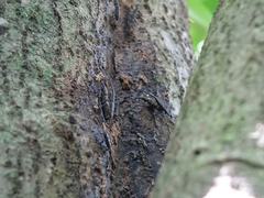 Lasiorhynchus barbicornis