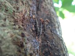 Lasiorhynchus barbicornis