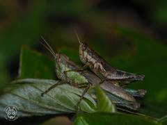 Pseudoxya